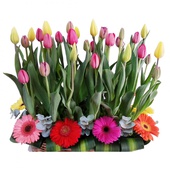 Arreglo de flores compuesto por 40 tulipanes de colores y garberas, colocadas delicadamente en una canasta