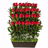 Arreglo de flores compuesto de 36 piezas de rosas rojas colocadas de manera escalonada en una fina base de cerámica, convirtiéndola en el mejor regalo para mandar flores a ese ser especial.