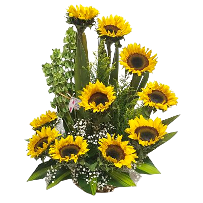 Arreglo de girasoles en forma ascendente compuesto de 10 piezas colocados en fina canasta con follaje fino. Enviar flores a domicilio es muy sencillo desde Liliana online.